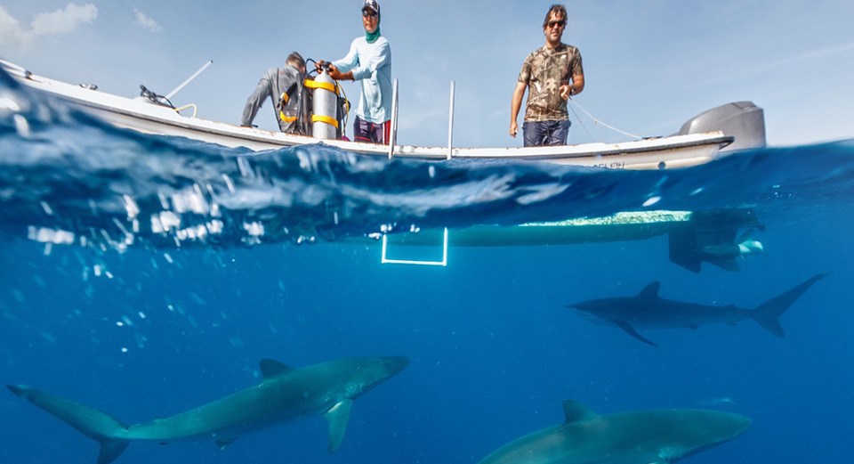 Zwycięzca kategorii VR/360° - "Split with the Sharks, Gardens of the Queen, Kuba", Oleg Gaponiuk, Rosja