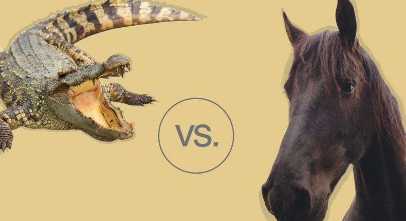 Horse versus alligator showdown.