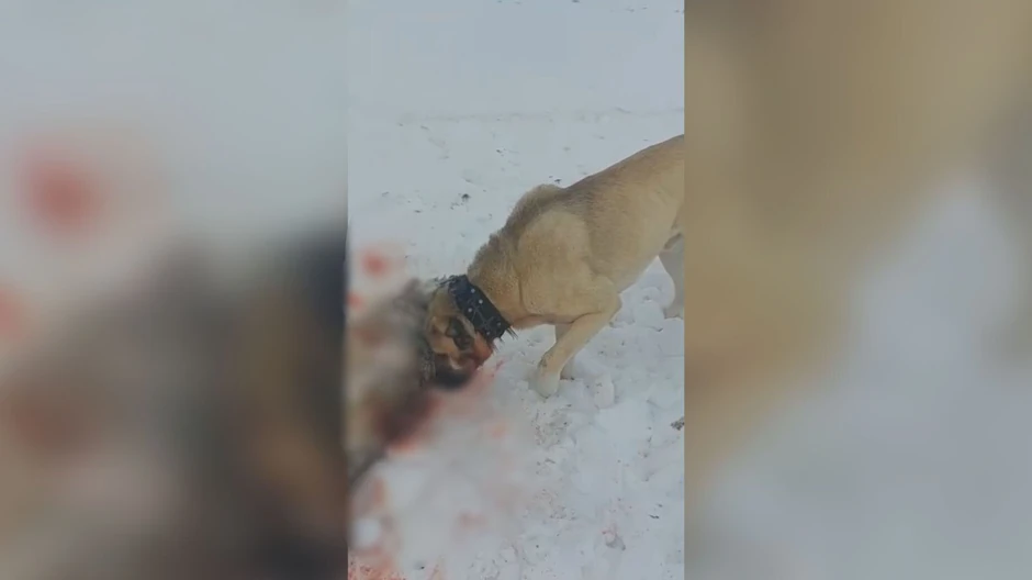 Neustrašivi pas spasio ovce od vuka