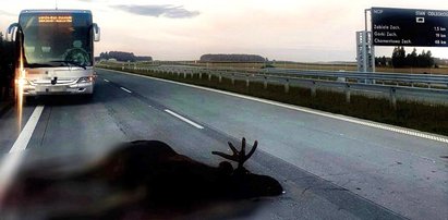 Podlasie: łoś wbił się w szybę autobusu wiozącego pasażerów. O krok od tragedii