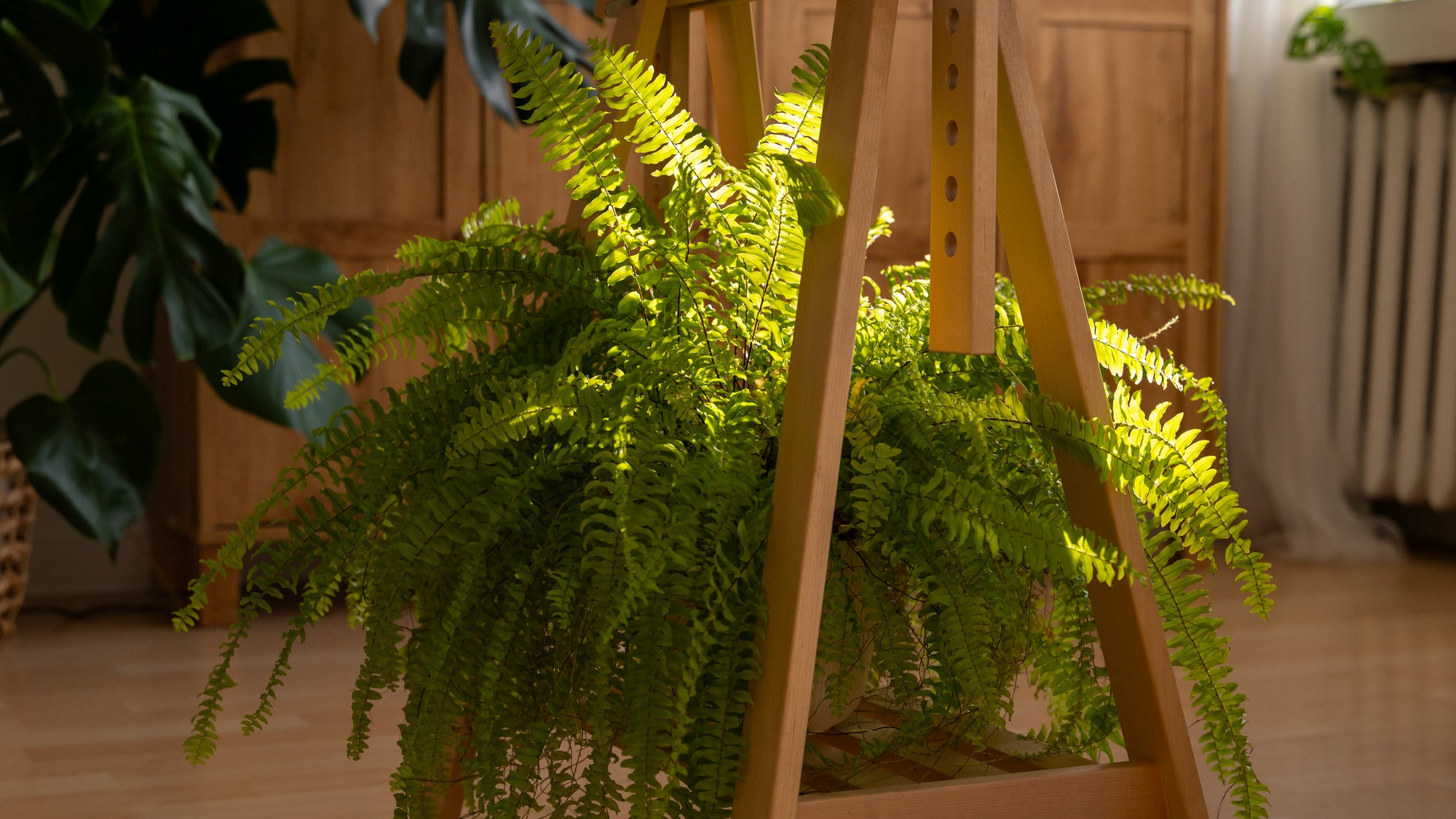 Papraď je vyhľadávaná izbová rastlina.