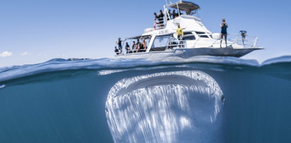 Co za zdjęcie! Ogromny rekin czaił się pod statkiem