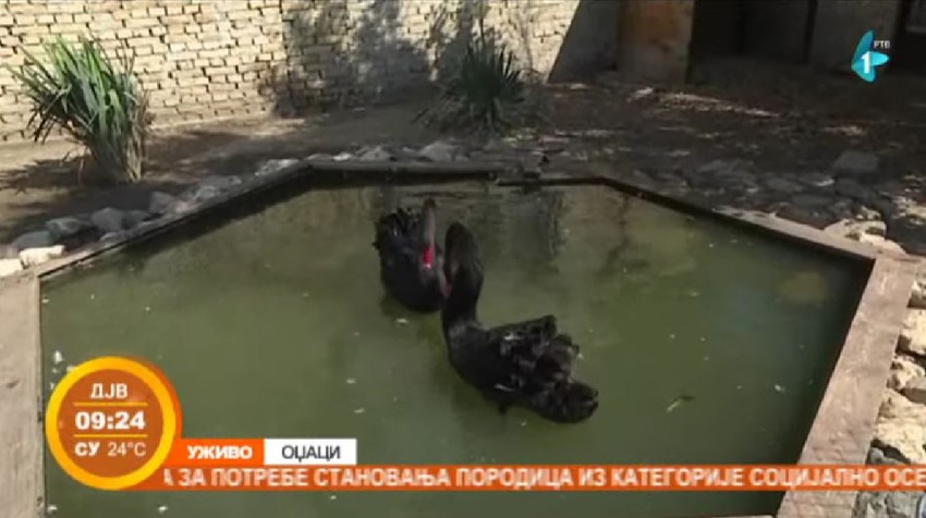 Crni labudovi, Odžaci