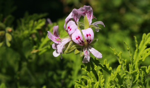 Pelargonia afrykańska - recepta na objawowe leczenie przeziębienia