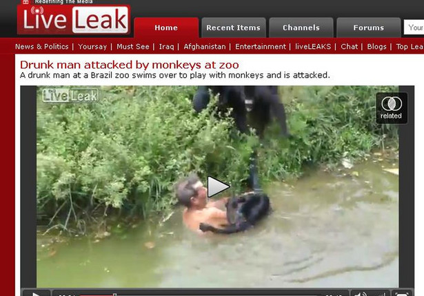 Pijak w zoo zaatakowany przez małpy