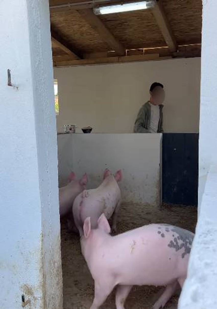 Branko Babić, objava