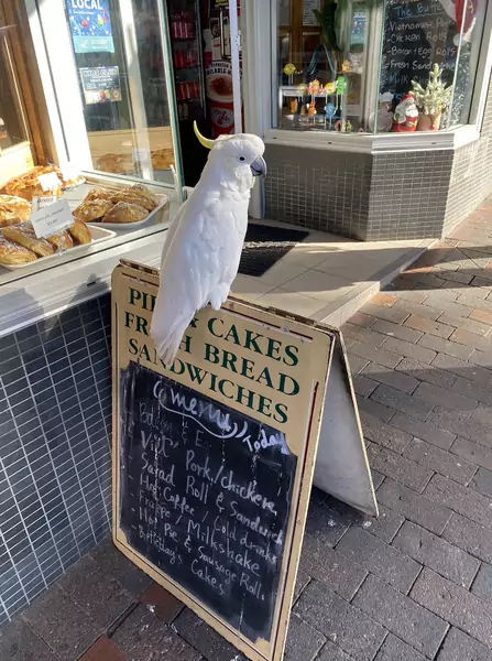 Papuga kakadu przed barem kanapkowym