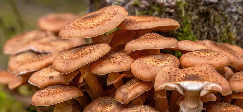 Te cztery, pyszne grzyby wciąż można znaleźć w lesie. Wrócisz z pełnym koszykiem