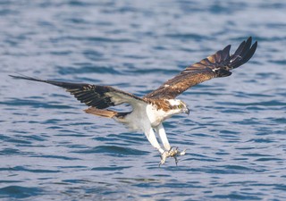 Oddziaływanie linii przesyłowych. Przyroda traci za każdym razem