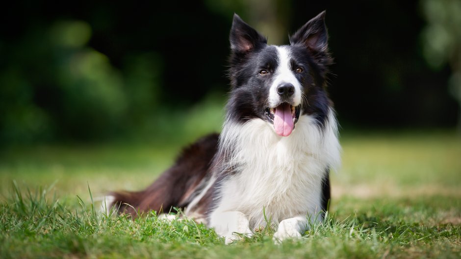 Border Collie - Mikkel Bigandt/stock.adobe.com