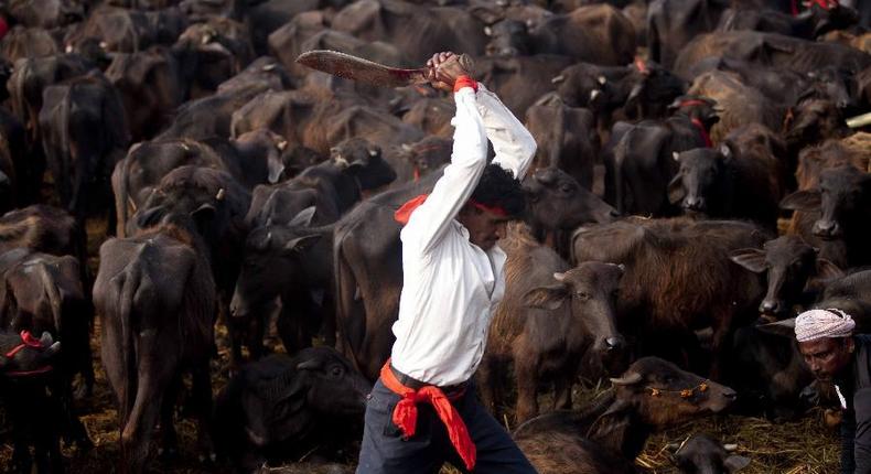 A Nepalese Hindu devotee gets ready to slaughter the cattles and offer prayers to please Gadhimai