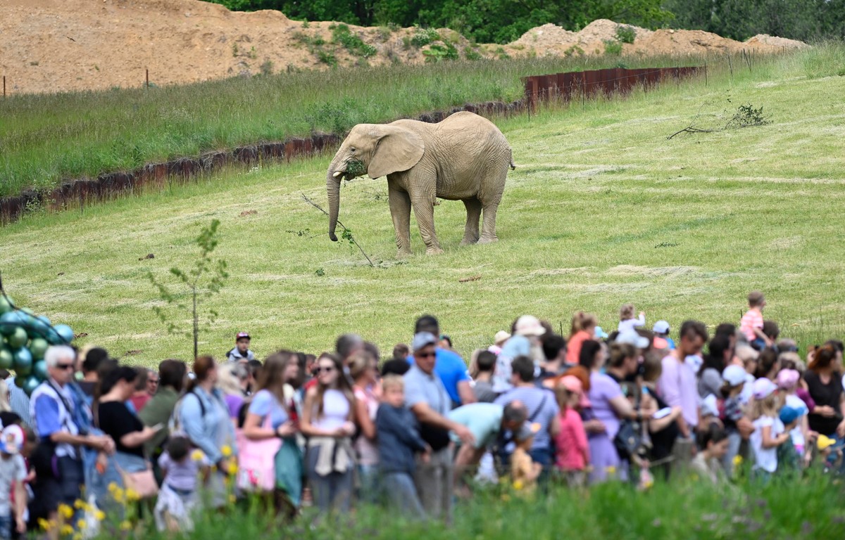 Dramat na oczach odwiedzających w zoo. Słoń zabił słonicę. 