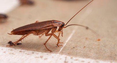 Zabijasz tak karaluchy? Popełniasz błąd! Internautka pokazała dlaczego. Uwaga to obrzydliwe!