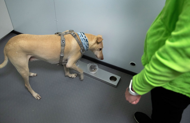 In late September, testing of dogs that can smell the corona virus began at Helsinki airport.