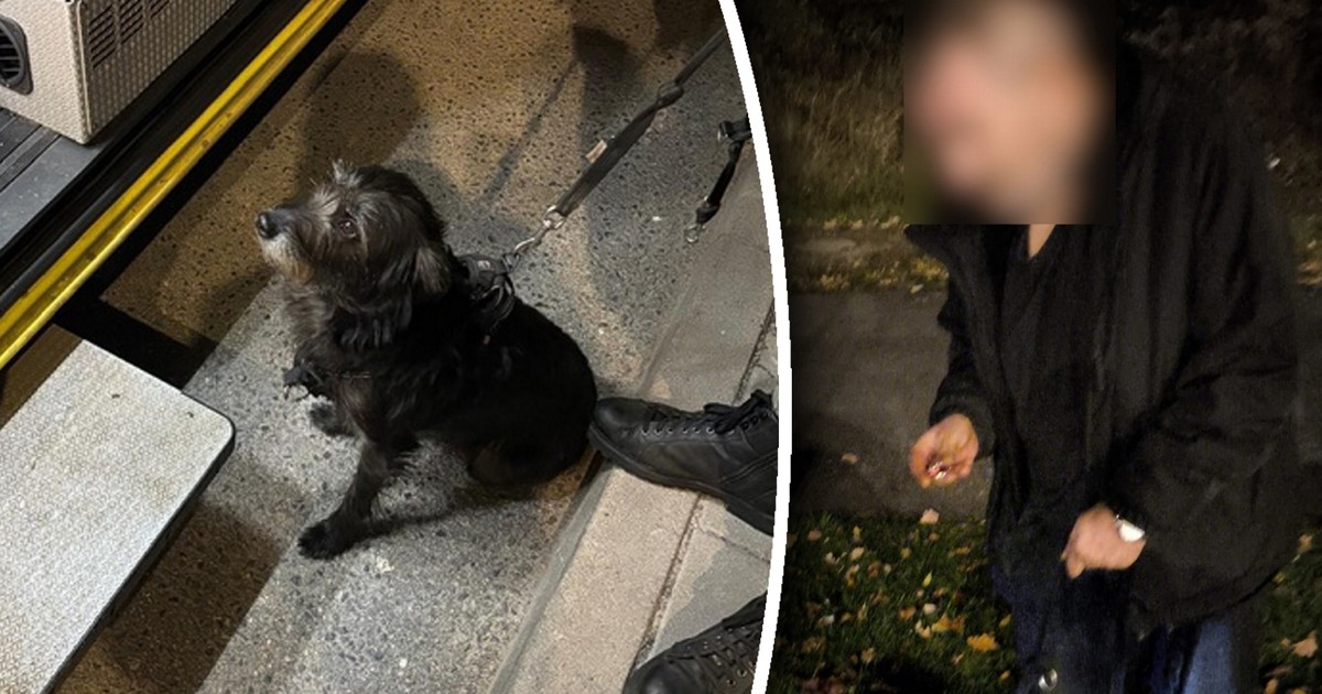 Dramatyczne poszukiwania seniora we Wrocławiu. Pomogła mu puchata bohaterka