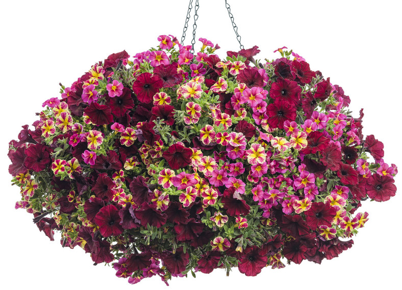 Superbells Cherry Star i Candy Bouquet, Supertunia Chocolina