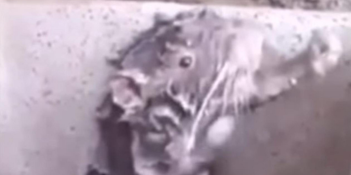 Szczur myje się jak człowiek