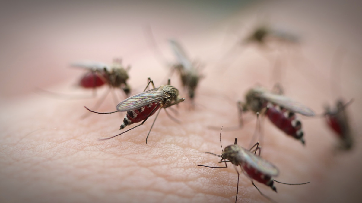 Opolski magistrat stanął do nierównej walki z komarami. Opryski w mieście już się zaczęły i zgodnie z planem potrwają do 6 lipca. Tymczasem jak przekonują eksperci – to właśnie w lipcu komarów będzie najwięcej.