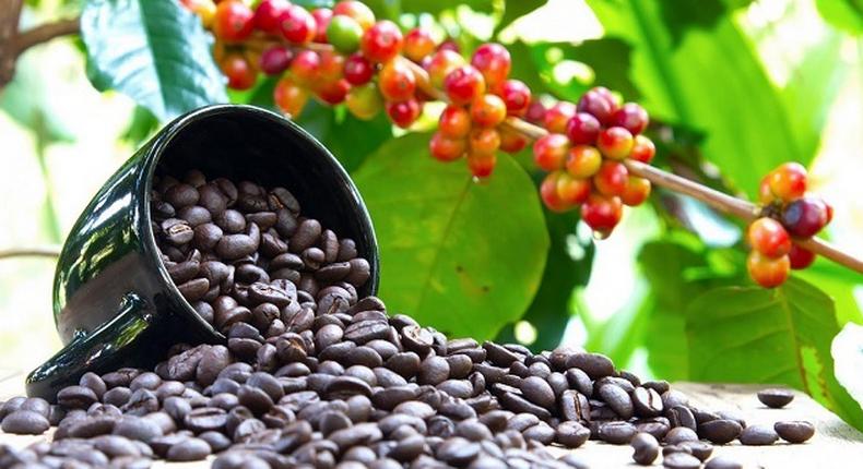 Uganda is commencing registration of all coffee farmers and key value chain players