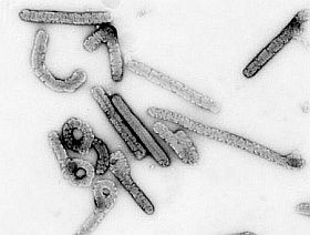 marburg-virus-d000014B0eb9405c49101