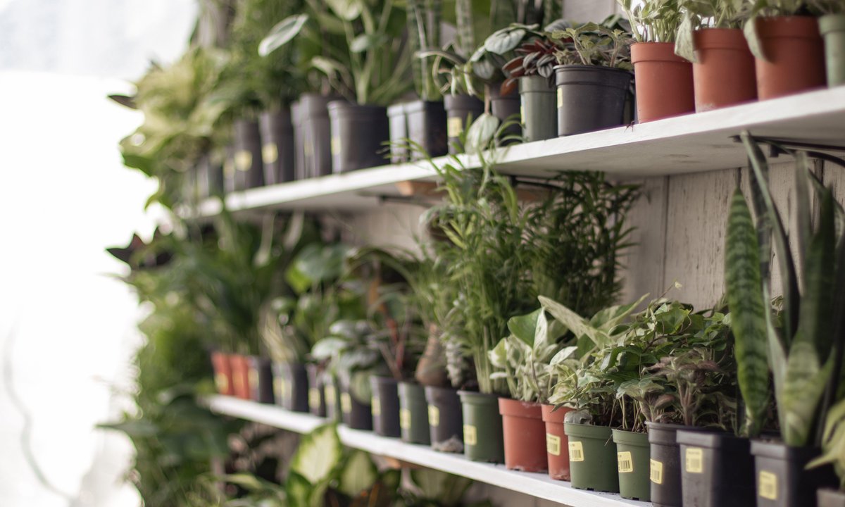 Ta roślina działa lepiej niż pochłaniacz wilgoci. Pleśń nie ma z nią szans