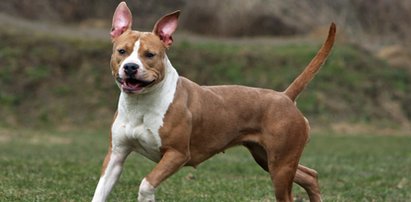 Horror na spacerze. Amstaff nieomal odgryzł kobiecie rękę!