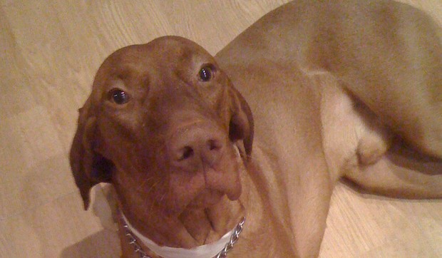 214786_ceda-madjarska-vizla-2