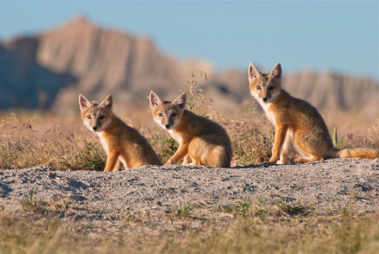 'Dzika Ameryka'. Zdjęcia z nowego serialu Discovery Channel