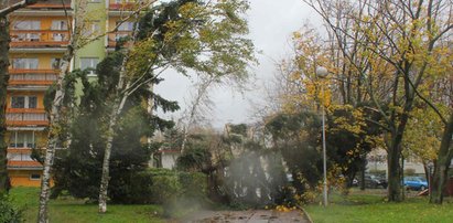 W całym kraju alerty RCB. Nadchodzi silny wiatr. Przyniesie ze sobą zniszczenia i przerwy w dostawie prądu