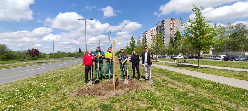 Sadnja likvidambra Novi Sad