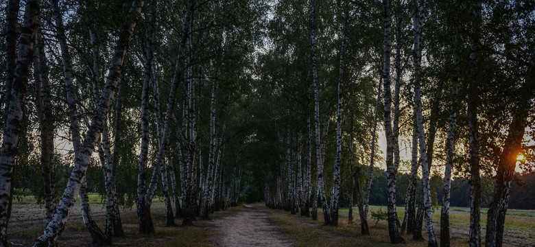 Kobieta napastowana w Lesie Kabackim. Policja szuka sprawcy