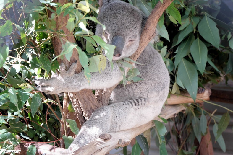 Wycieczka do Lone Pine Koala Sanctuary to jedna z największych atrakcji Brisbane, fot. whereisjuli.com