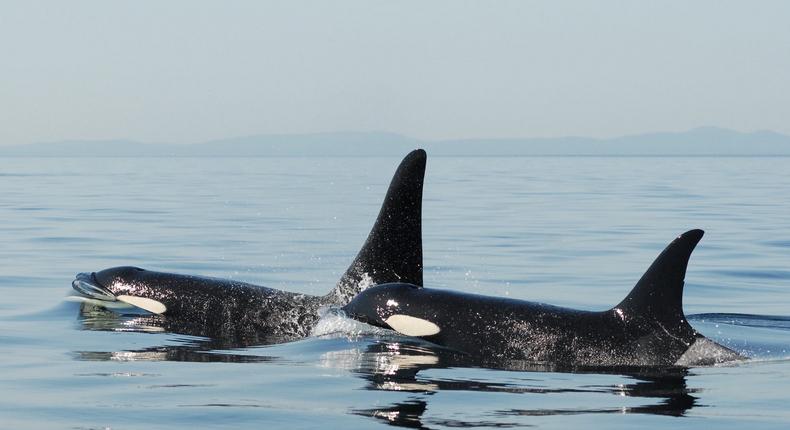 Two Southern Resident killer whales.David K. Ellifrit/Center for Whale Research, permit number: NMFS 21238.