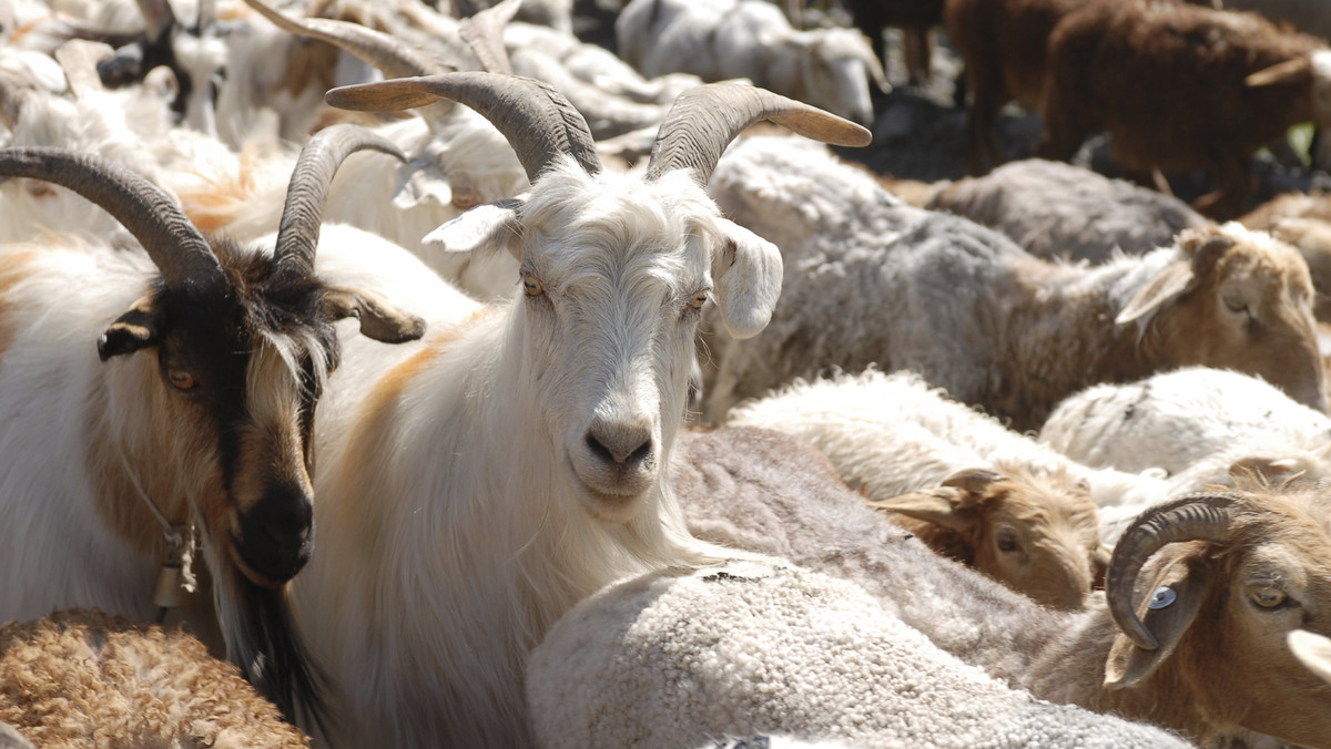 Grecja: kozy niszczą wyspę