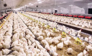 Organizacje drobiarskie apelują o możliwość dalszego stosowania pasz GMO