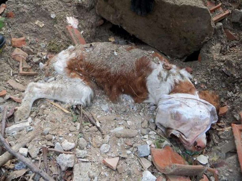 Zakopał psa żywcem. Zwierzę przeżyło 40 godz. pod ziemią. FOTO od 18 lat