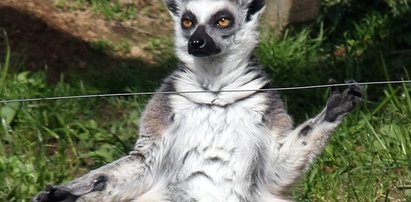 Zobacz: król Julian w Krakowie. To taki sam lemur