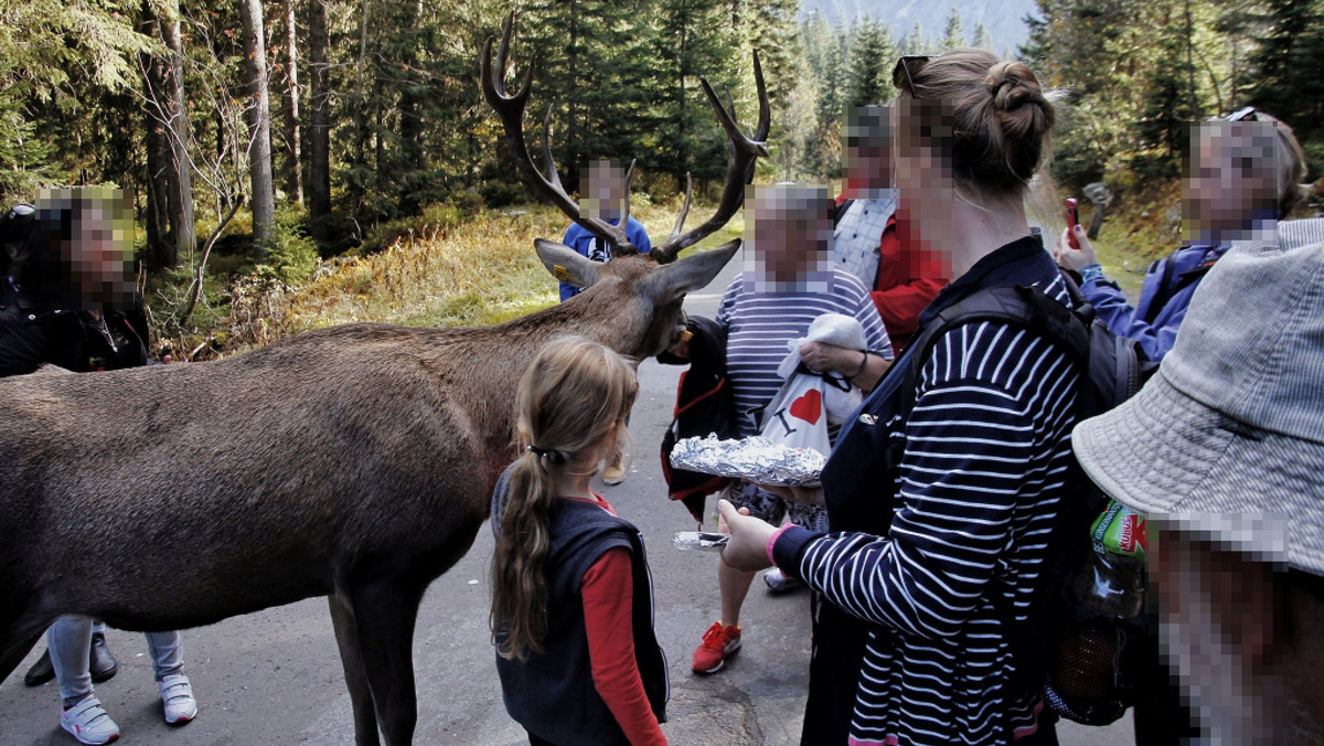 Turyści znów dokarmiali jelenia na drodze do Morskiego Oka