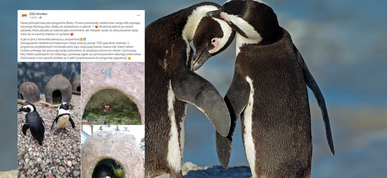 Zoo we Wrocławiu ma nową atrakcję. Homoseksualne pingwiny przystroiły swój domek nietypową rzeźbą [ZDJĘCIA]