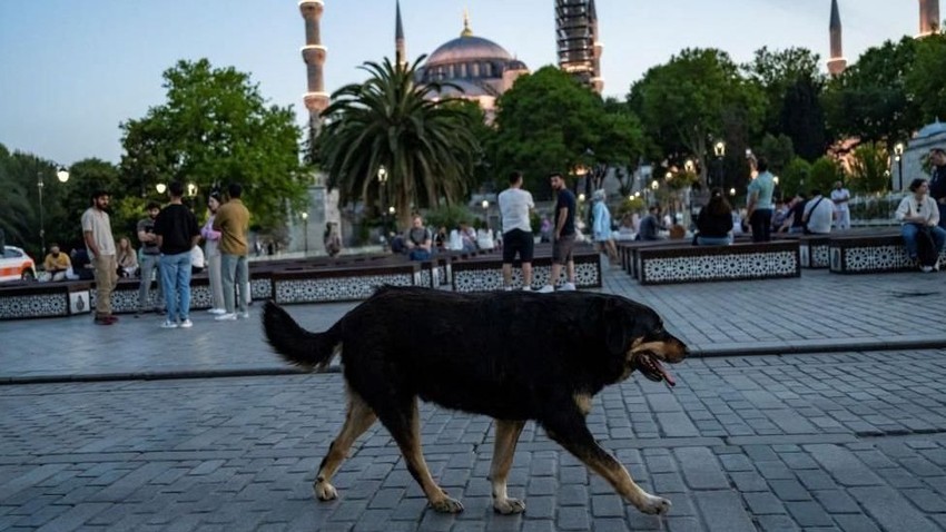 Psi lutalice su postali problem širom Turske | Foto: Getty Images
