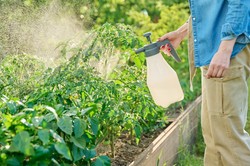 Spryskaj tym pomidory i ciesz się obfitymi plonami. Kosztuje grosze i kupisz go w każdym warzywniaku