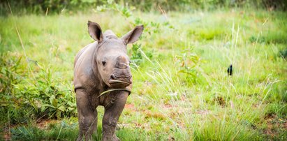 Tragedia w niemieckim zoo. Urodził się mały nosorożec, ale trzeba go było uśpić