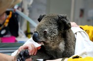 *PREMIUM-EXCLUSIVE* Rescued Koala's from the Port Macquarie bushfires