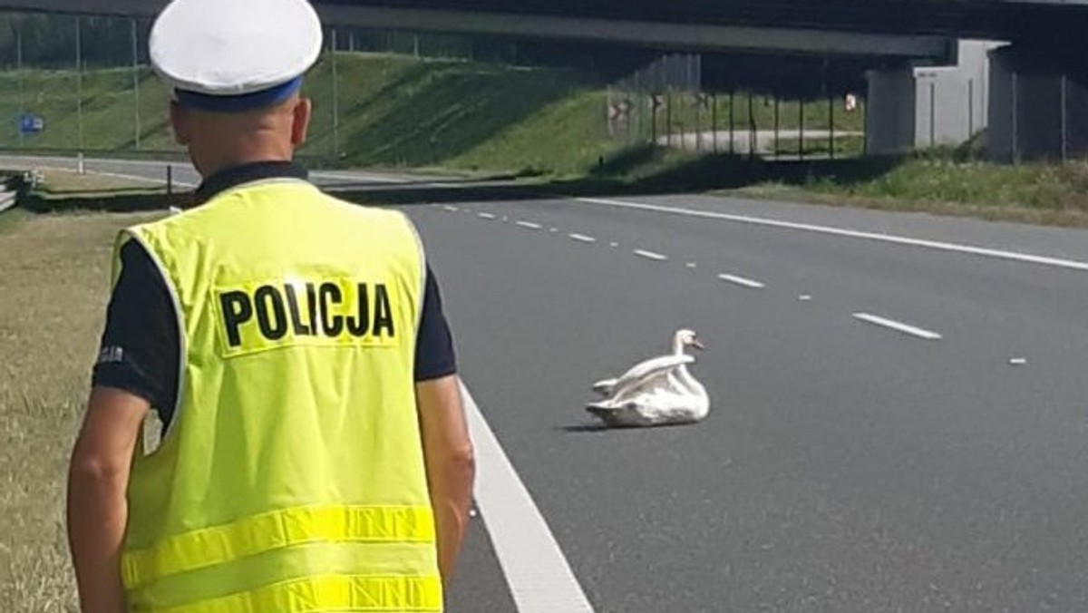 Dębica: Łabędź zablokował autostradę. Interwencja policji