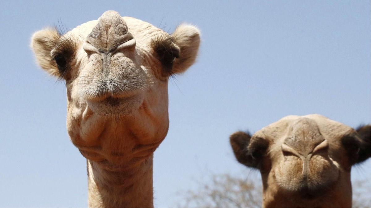 Goniči stoke na Rogu Afrike i u Severnoj Africi su se tokom godina prebacili na kamile zbog njihove slavne otpornosti | Foto: Reuters