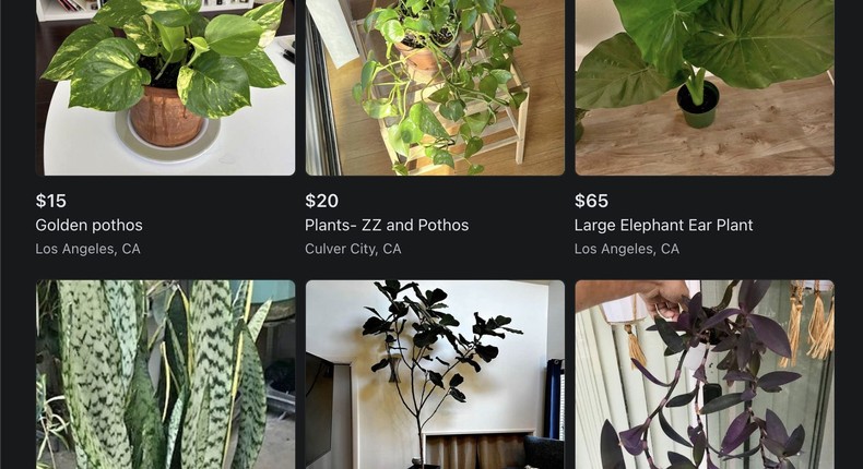 Plants are listed for sale near me on Facebook Marketplace.Facebook