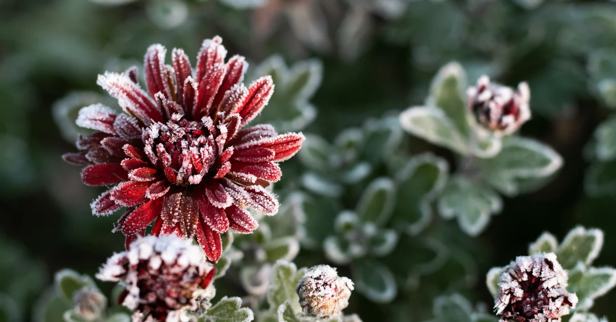 Przymrozki mogą osiągnąć nawet -4 stopnie Celsjusza! Prognoza pogody na czwartek, 2 października