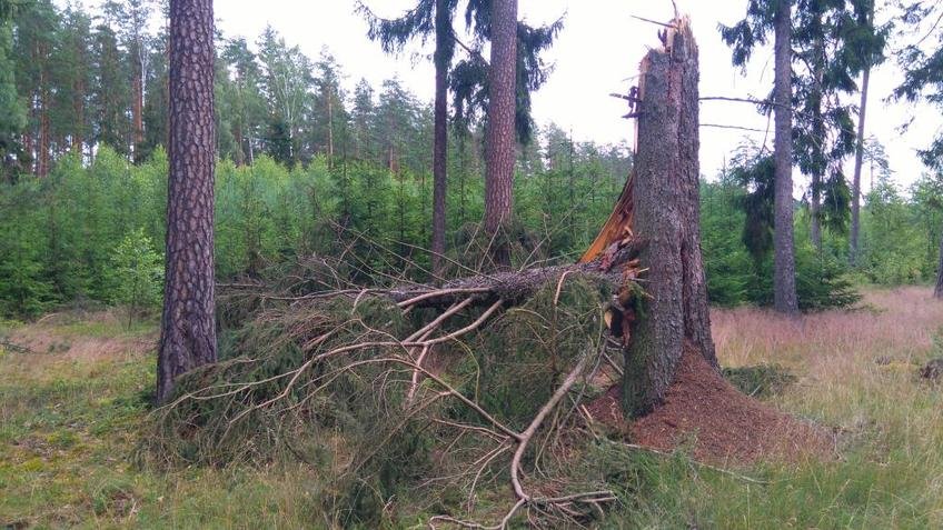 Proces życiowy i najczęstsze choroby drzew w ogrodzie i w lesie