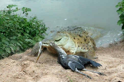 WAT-8369 Orinoco CROCODILE - coming out of water to catch Heron Hato El Frio, Venezuela Crocodylus i