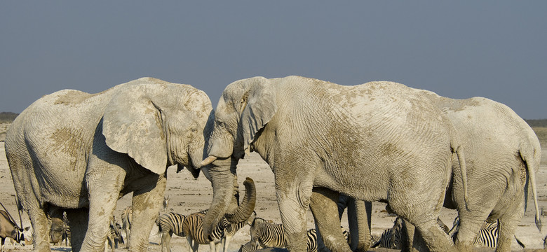 Olejek z konopi zredukuje stres u słoni? W warszawskim zoo ruszają badania